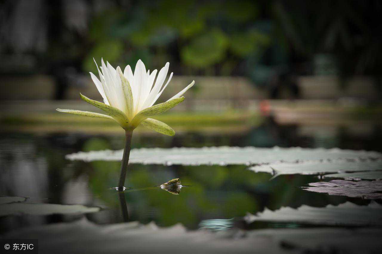 原创:山间的禅钟