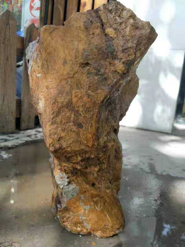 收藏界的低调新贵，树化玉的行情和价值如何？