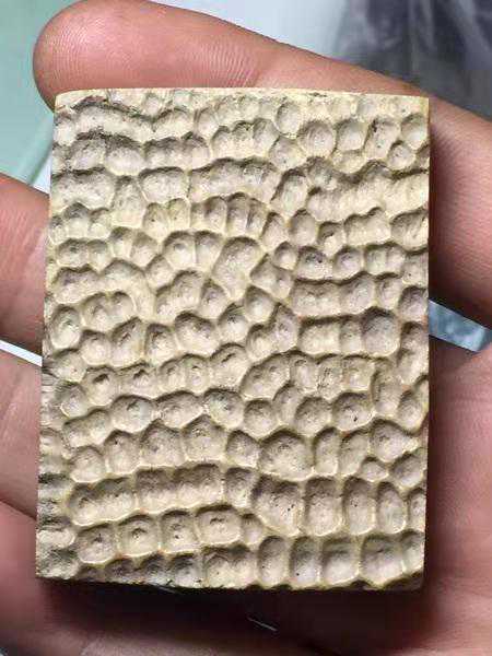 揭秘六朝鼋甲
