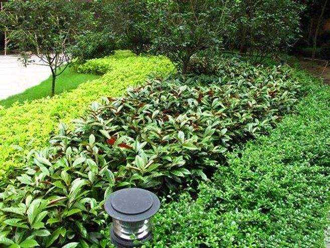 每天认识一种园林植物——观叶植物之25红背桂