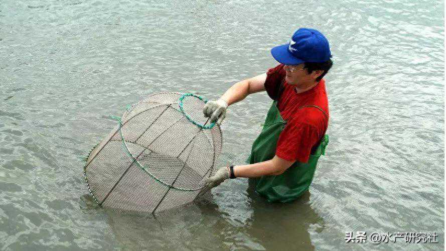 水产养殖中拉网锻炼到底起的什么作用您知道吗？