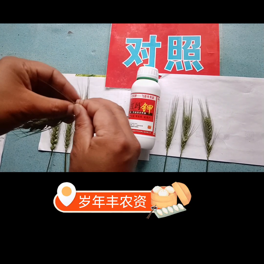 使用红玛钾助您夺高产，有效预防小麦干热风！