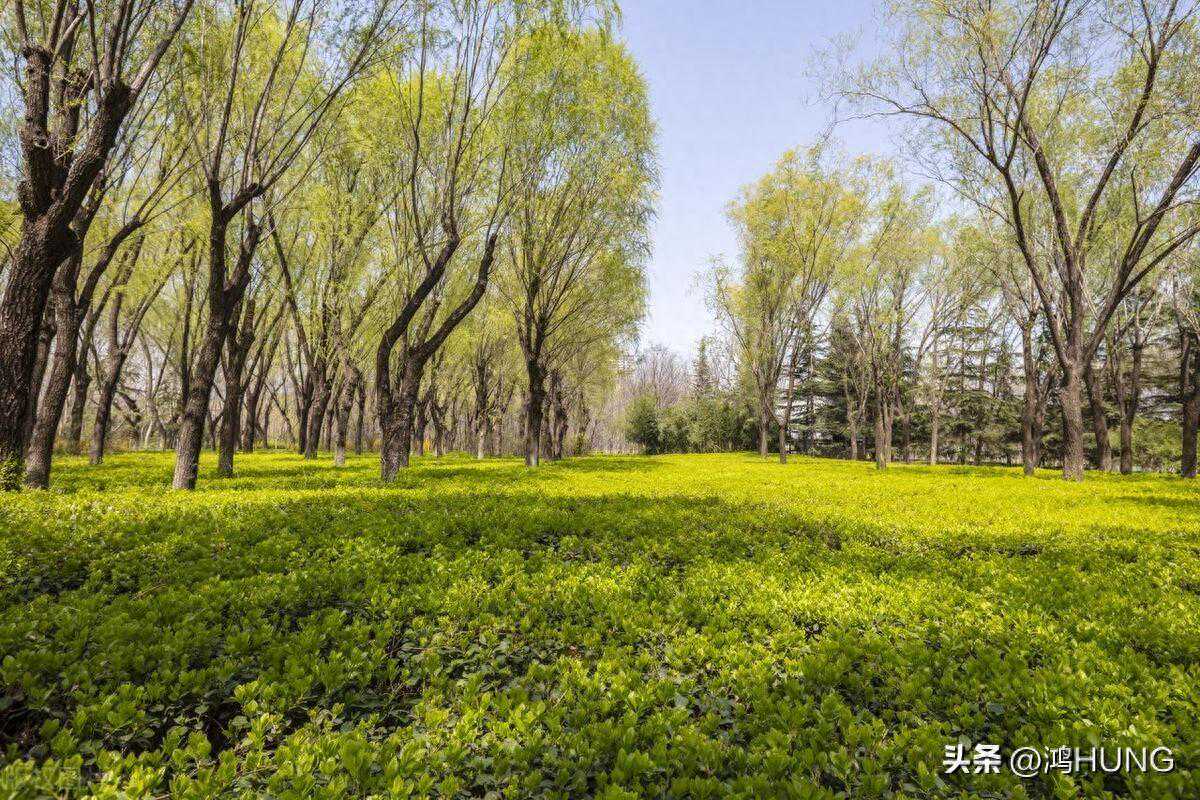 季春时节|杨柳青青，杨花飞尽