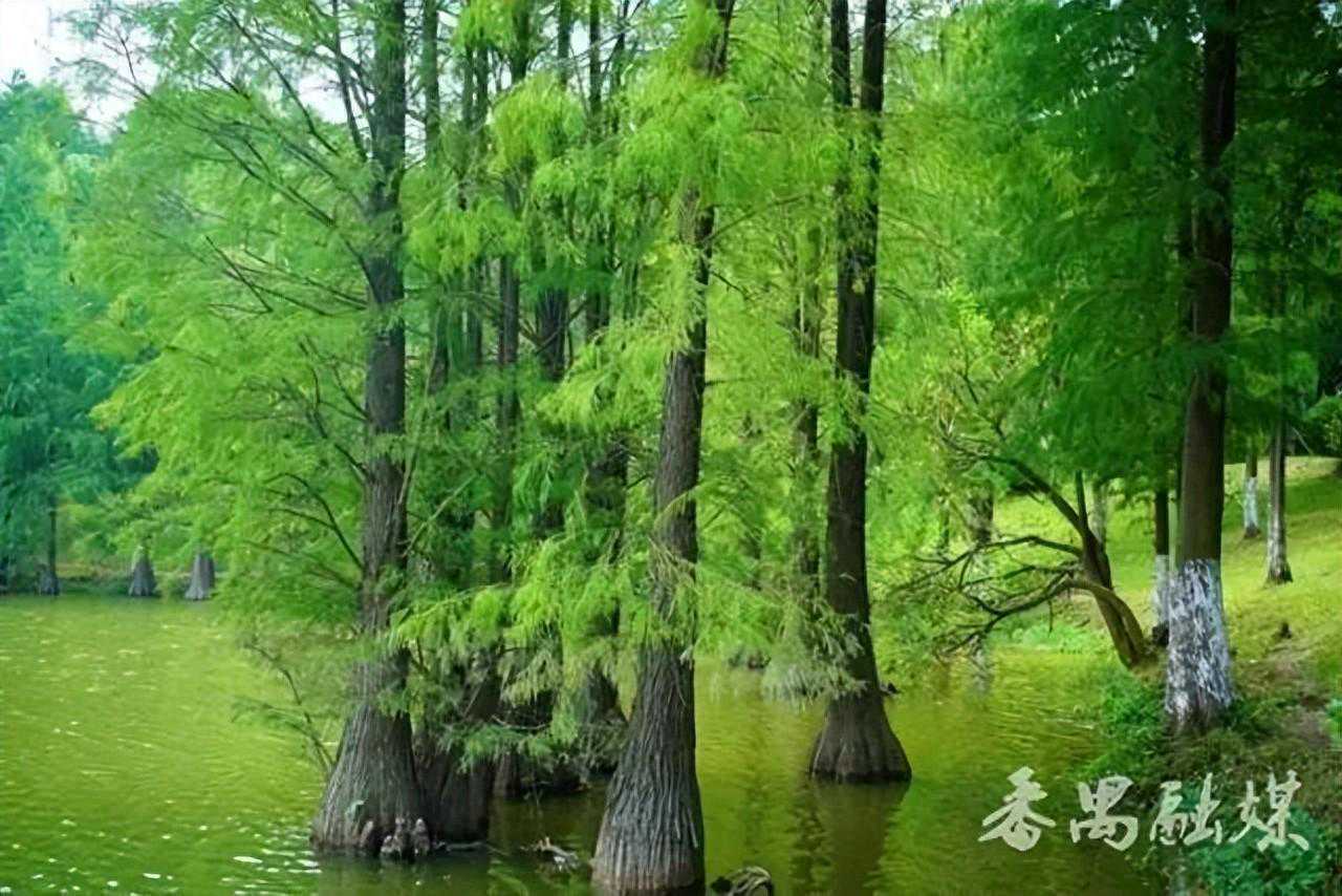 试过了！在番禺，“公园20分钟效应”是真的！