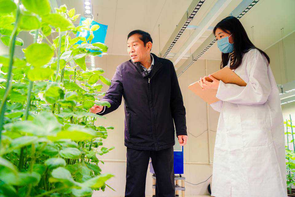 圣丰种业王书平：促农增产增收，打造大豆种业的“中国芯”