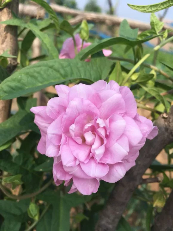 牡丹中的精品，缠枝牡丹花花朵大，适合家养花期超长，能开三个月